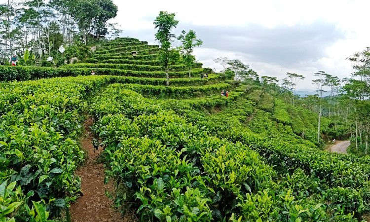 Tempat Wisata Di Wates Kulon Progo Yang Hits Paling Favorit De Jogja