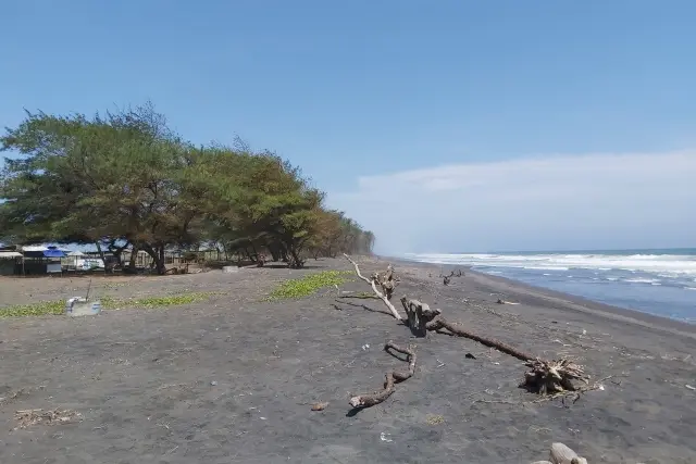 Pantai Mlarangan Asri Pantai Dengan Jejeran Pepohonan Cemara Eksotis