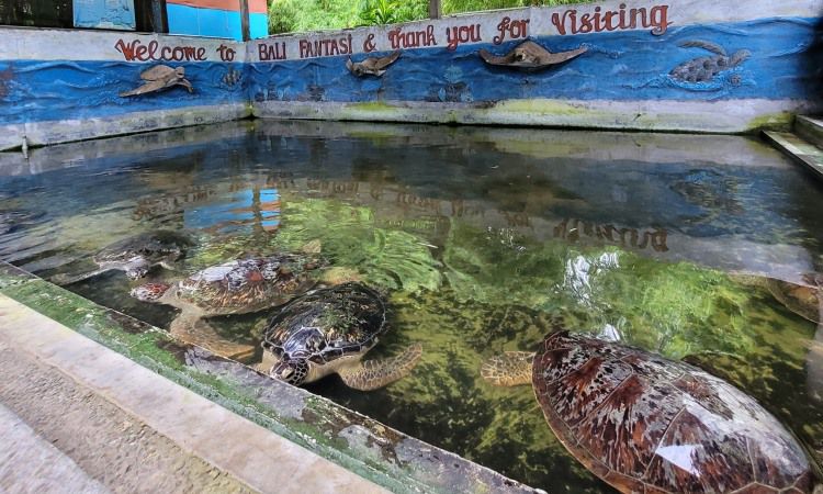 Daya Tarik Wisata Pulau Penyu Tanjung Benoa Bali De Bali 1929