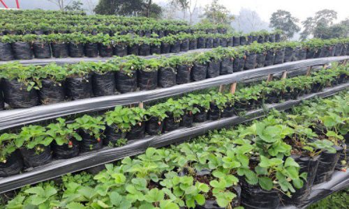 Kebun Strawberry Sawangan, Wisata Petik Buah Di Magelang Dengan View ...