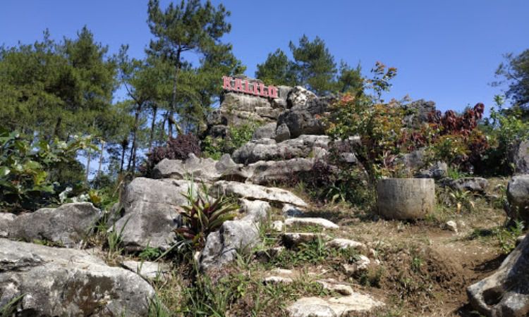 6 Hutan Pinus Di Jogja Yang Cantik And Menyejukkan De Jogja