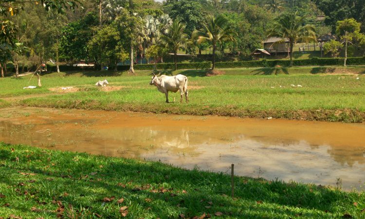 10 Tempat Wisata Di Cibinong Bogor Yang Hits & Paling Favorit - De Java